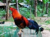 kawasan-falls-cebu-april-2-2010-475