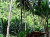 kawasan-falls-cebu-april-2-2010-482